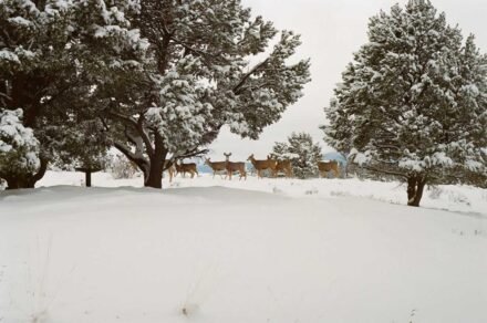 Early snow In between days